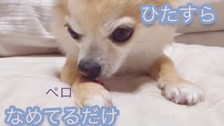 【チワワ】のこむぎ ただ　ただ　舐めてるだけの 動画です