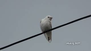 白化洋燕/Pacific Swallow (white morph)