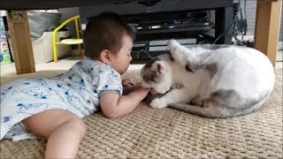 玄関先でママに甘える白モフ猫もちとら