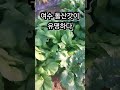 중부지방에서도 돌산갓 재배가 가능하다 it s possible to grow dolsan mustard in central region 돌산갓 갓 mustard