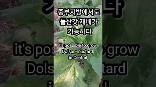 중부지방에서도 돌산갓 재배가 가능하다 it's possible to grow Dolsan-mustard in Central region #돌산갓 #갓 #mustard