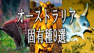 これは面白い...オーストラリアの素晴らしき9種の動物たち