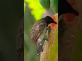 red vented bulbul කොන්ඩ කුරුල්ලා birds shorts shortvideo