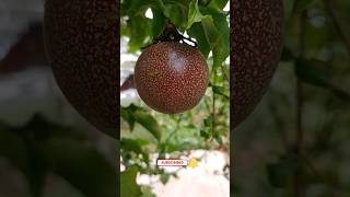 தாட்பூட் பழம்/கொடி தோடை/passion fruit/ fruit# sathya's garden/shorts