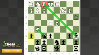 Sweet Chess Game: Shahade Dominates