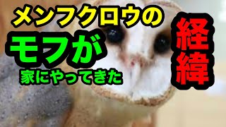 メンフクロウが家にやってきた経緯と、金額！（馴れ初め）