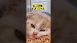 猫に催眠術をかけてみた🥱