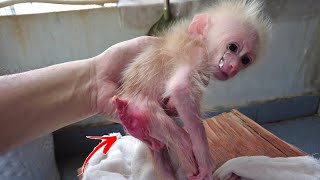Baby monkey AKA Cried in Pain because His butt was Red and Inflamed