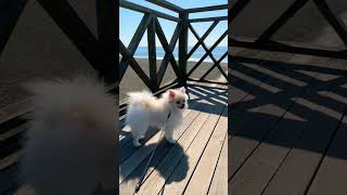 Pomeranian walking to the sea