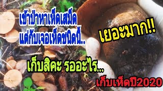 #เก็บเห็ด เก็บเห็ดจมูกม้า(เห็ดจมูกหมู)หรือเห็ดตาควาย Mushroom picking+เมนูแนะนำเห็ดจมูกม้า(ท้ายคลิป)