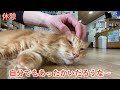 【保護猫】能登で保護されやって来た長毛茶トラが暴れ回る