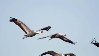 White-Naped Crane Facts You’ll Never Forget