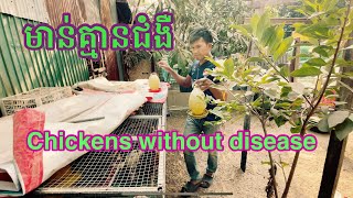 If you follow this method, your chickens will not get sick.ធ្វើបែបនេះមាន់គ្មានជំងឺផ្ដាសសាយ