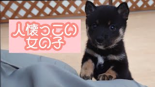 【豆柴】子犬　7/30　女の子♀1　摂州宝山荘　mameshiba dog Puppy （mame shiba inu)