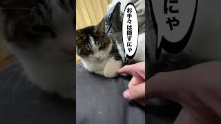 爪切りされると思って警戒する猫 （With subtitles）A cat wary of its front paws as it might cut its claws.