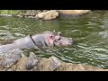 🧡カバのナミコさんまたまた大暴れ💥💕😊 王子動物園