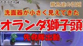 【金魚 飼育】オランダ獅子頭～稚魚達をのびのびとした生活へと(笑)