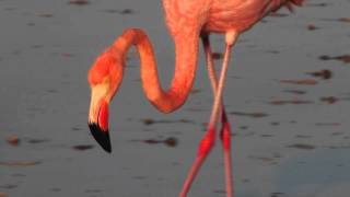 Flamingos of the Galápagos Islands