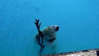 プールで木遊びのキロル（20120211 浜松市動物園）