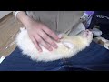 ぜんぜん起きないフェレット寝てる間に触りまくりzzz ferret lab