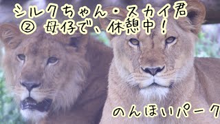 シルクちゃん・スカイ君②ノンビリ休憩