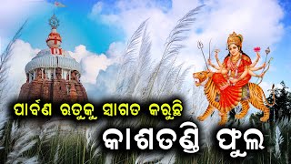 ଶ୍ରୀକ୍ଷେତ୍ରର ଶୋଭାବର୍ଦ୍ଧନ କରୁଛି କାଶତଣ୍ଡୀ ଫୁଲ. ପାର୍ବଣ ଋତୁକୁ ସ୍ୱାଗତ କରୁଛି କାଶତଣ୍ଡୀ ଫୁଲ