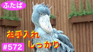 お手入れ頑張るよ〜💖grooming★#ハシビロコウふたば★No.572★shoebill Futaba