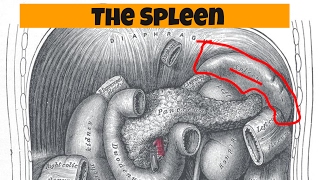 The Spleen-Human Body Organs