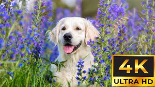 Video Entertaining Cure Boredom for Dogs 🎶🐾 Calm and Relaxing Tunes for Restful Moments