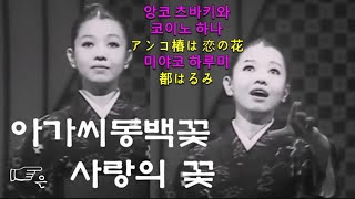 앙코 츠바키와 코이노 하나★(アンコ椿は 恋の花)아가씨동백꽃은 사랑의 꽃☺미야코 하루미(都はるみ)