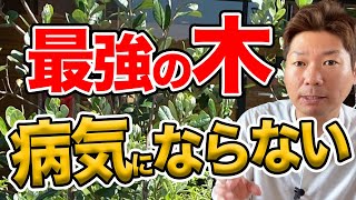 フェイジョアのお手入れとつきやすい病害虫と病気について【庭師が解説】