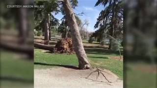 Trees Falling Compilation #5