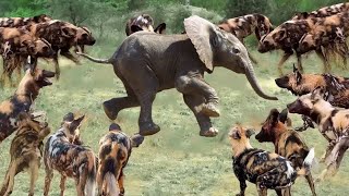 The Wild Dogs Surround The elephant. Elephant Escaped Or Not?