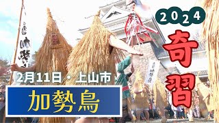 【奇祭】加勢鳥舞う「カッカッカー」2024年も通常開催で38羽が市内を練り歩く