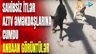 Sakinləri narahat edən sahibsiz itlər bu dəfə əməkdaşlarımıza hücum etdi: Xırdalanda təhlükəli anlar