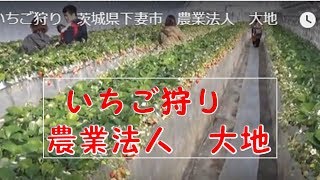 いちご狩り　茨城県下妻市　農業法人　大地