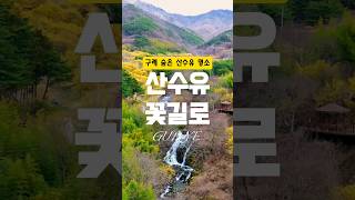 3월26일 구례 산수유마을! 축제는 끝났지만 산수유는 한창입니다. 한적하게 산수유를 구경할 수 있는 산수유꽂길로 하위마을입구계곡을 따라 멋진 풍경이 숨어 있었습니다. #산수유마을