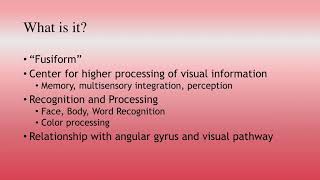 The Fusiform Gyrus