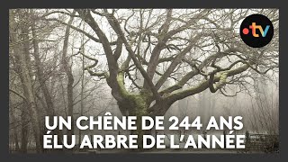 Elu arbre de l'année, ce chêne de 244 ans se trouve dans l'Aube