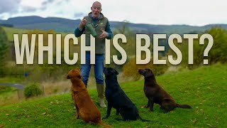 Labradors | Which Colour Is Best for You?