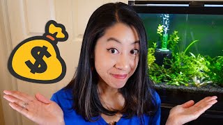 How to Save Money on a Low Budget Planted Aquarium