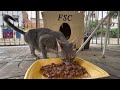 mama cat s kittens want to get to know their mother s servant.