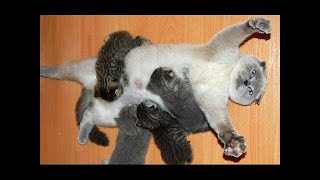 Кошки со своими котятами, веселая подборка
