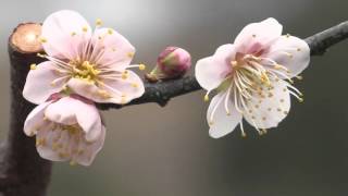 花畑園芸公園のしだれ梅も、そろそろ見頃。