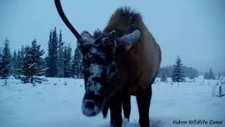Winter wildlife compilation