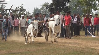 लोकचंद पटले गोपालपुर और सोहेब पटेल नांदी झम्मलटोला वाला बैल स्टार्टिंग पॉइंट वीडियो बैल छूटते हुए