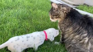 Sweet Dalmatian puppy meets gentle \u0026 loving cat #shorts