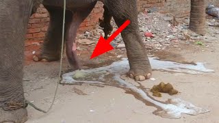 Street Elephant peeing | Crazy Street Elephant | Big Elephant | D Weather | elephant urinates,