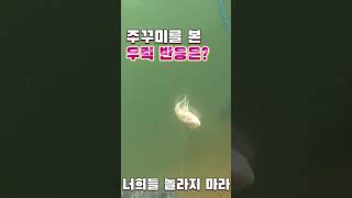 [수중촬영]우럭낚시 쭈꾸미미끼 반응은? #shorts