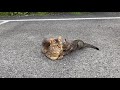 子猫からの愛情にウットリの母猫【黒猫とキジトラ家族・野良猫】